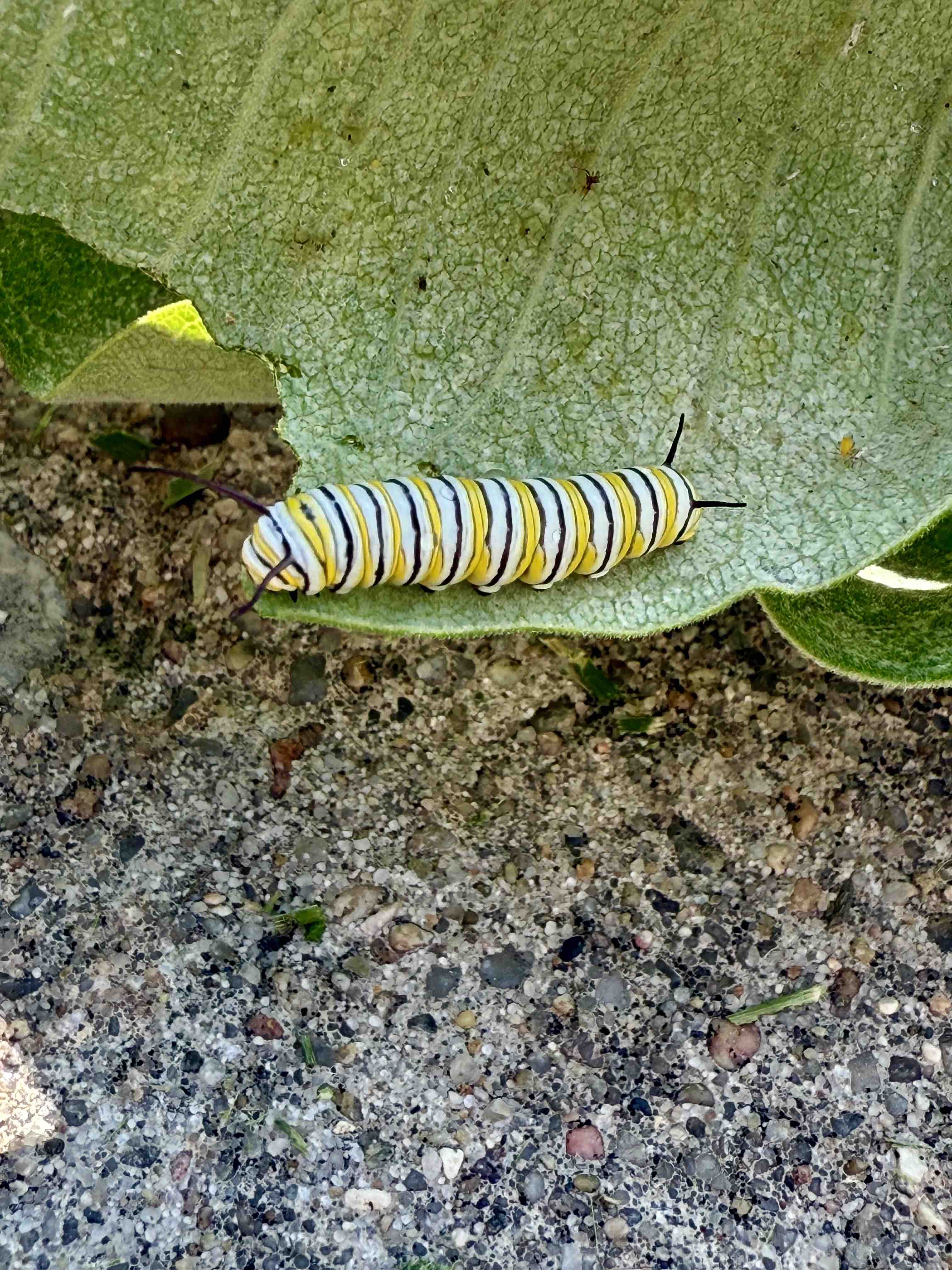 Caterpillar