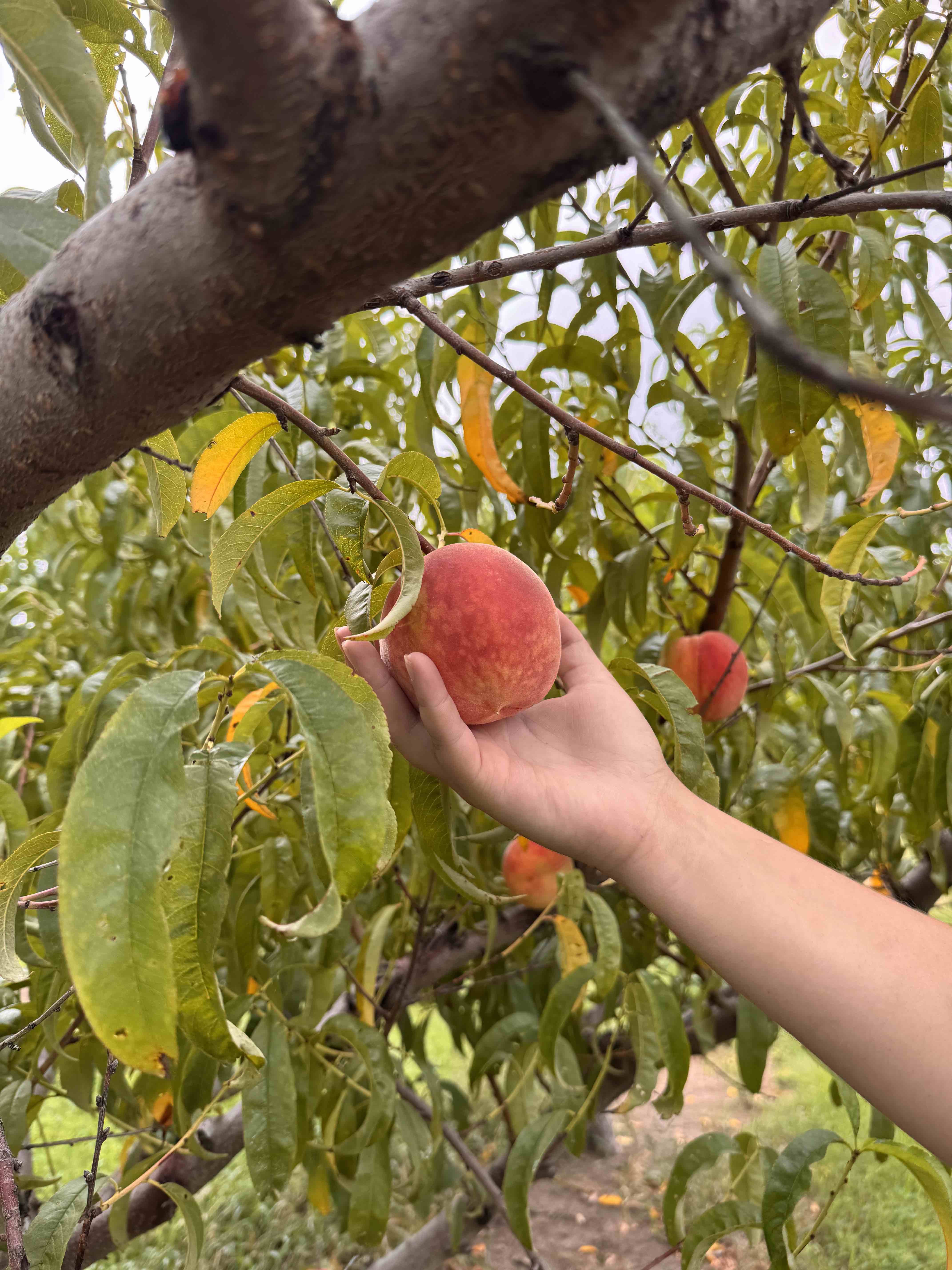 Picking Peaches