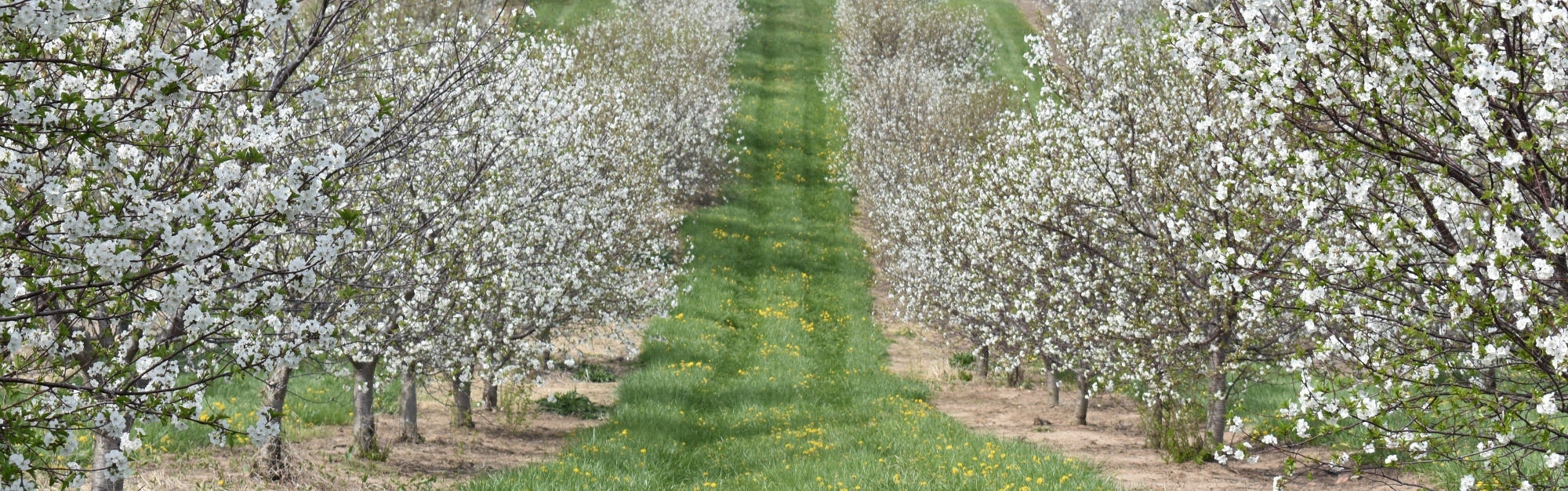 trees in bloom