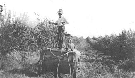 man watering orchard