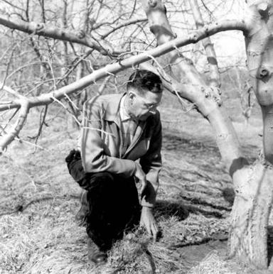 richard kimmel examining tree