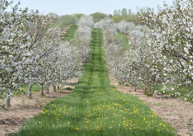 trees in bloom